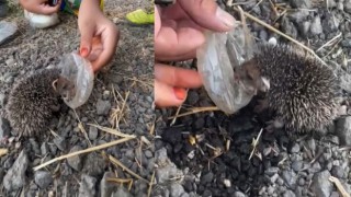 Kavurucu sıcaklar, küçük kirpi ve çocuklar... Günün en güzel videosu