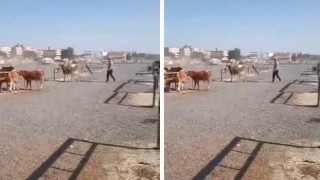 Urfa’da İki Grup Arasındaki Silahlı Kavga Kamerada