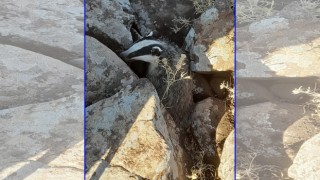 Tedavisi Tamamlanan Porsuk Doğaya Salındı