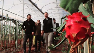 Şanlıurfa’da ejder meyvesi hasadı başladı
