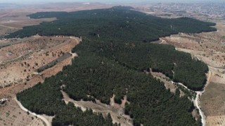 Türkiye’nin en ormanlık illeri