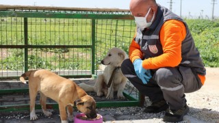 Büyükşehir Belediyesi sokak hayvanları için mama üretimine başladı