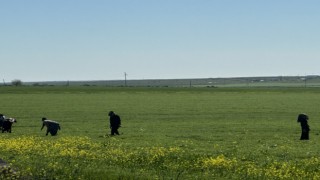 Şanlıurfa’da mercimekte rekor üretim bekleniyor