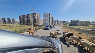 Bayram yaklaşıyor! Şanlıurfa’da kent merkezinde küçükbaşların sayısı arttı