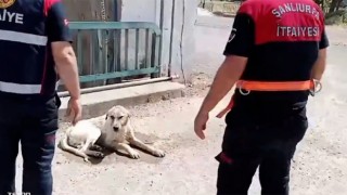 Haliliye’de sulama kanalında düşen köpek kurtarıldı