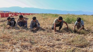 Hatay’daki Urfalı tarım işçisi çocuktan acı haber