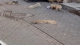 Şanlıurfa’da başıboş köpekler tehlike saçıyor