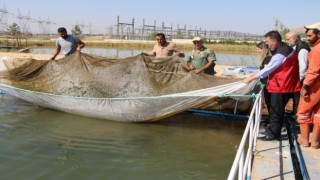 Şanlıurfa’da üretilen balıklar Türkiye’nin dört bir yanına gönderiliyor