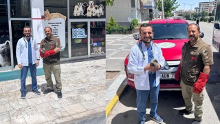 Şanlıurfa’da yaralı kulaklı orman baykuşu duyarlı vatandaşlar sayesinde kurtarıldı!