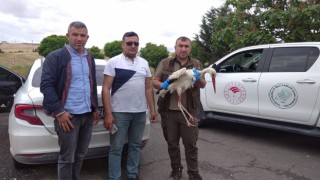 Şanlıurfa’da yaralı leylek bulundu: Tedavi altında!