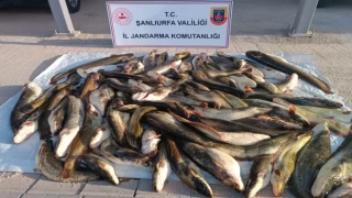 Şanlıurfa’da Kaçak Balık Avcılığına 24.000 TL Ceza