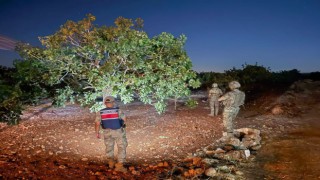 Şanlıurfa’da Fıstık Hırsızlarına Karşı Jandarma Nöbette