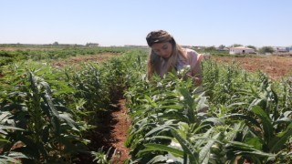 Urfa Susamı Yeniden Toprakla Buluşuyor: Büyükşehir Belediyesi’nden Tarıma Can Veren Proje