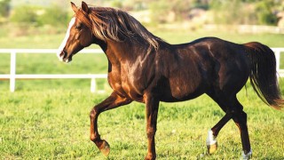 TİGEM’in İhaleye Çıkardığı İki Tay Satıldı