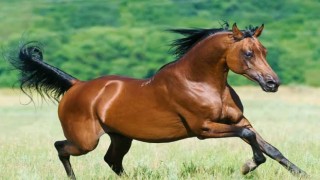 TİGEM 14 Safkan Arap Kısrağını Satışa Çıkarıyor!