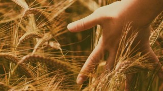 Ata Tohumuna Bilimsel Vefa: Ahmet Buğdayı Projesi Tamamlandı