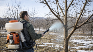 Budama Sonrası Altın Kural: Bordo Bulamacı ile Kış İlaçlaması Uyarısı